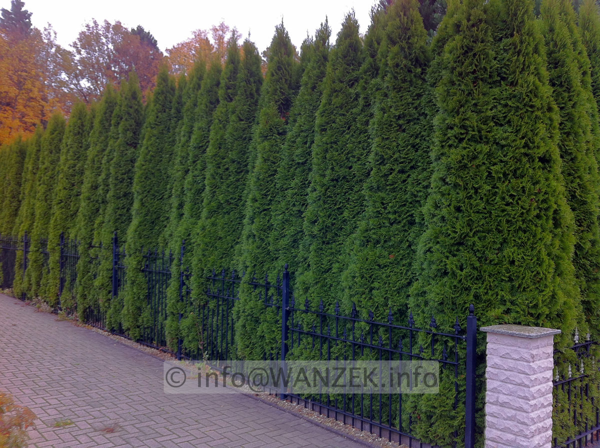 Thuja occidentalis Smaragd 01 Hecke 4m-1.JPG